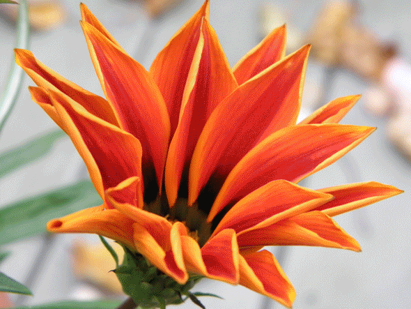 Samples of photos taken by Christine Labate of Designs for Growth on November 15.